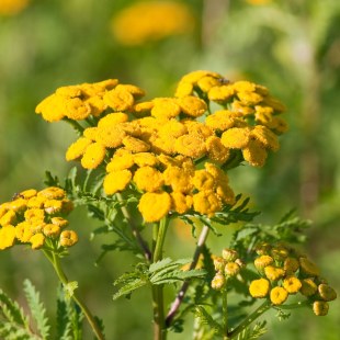 Rainfarn - Tanacetum-vulgare | © T, Dürst