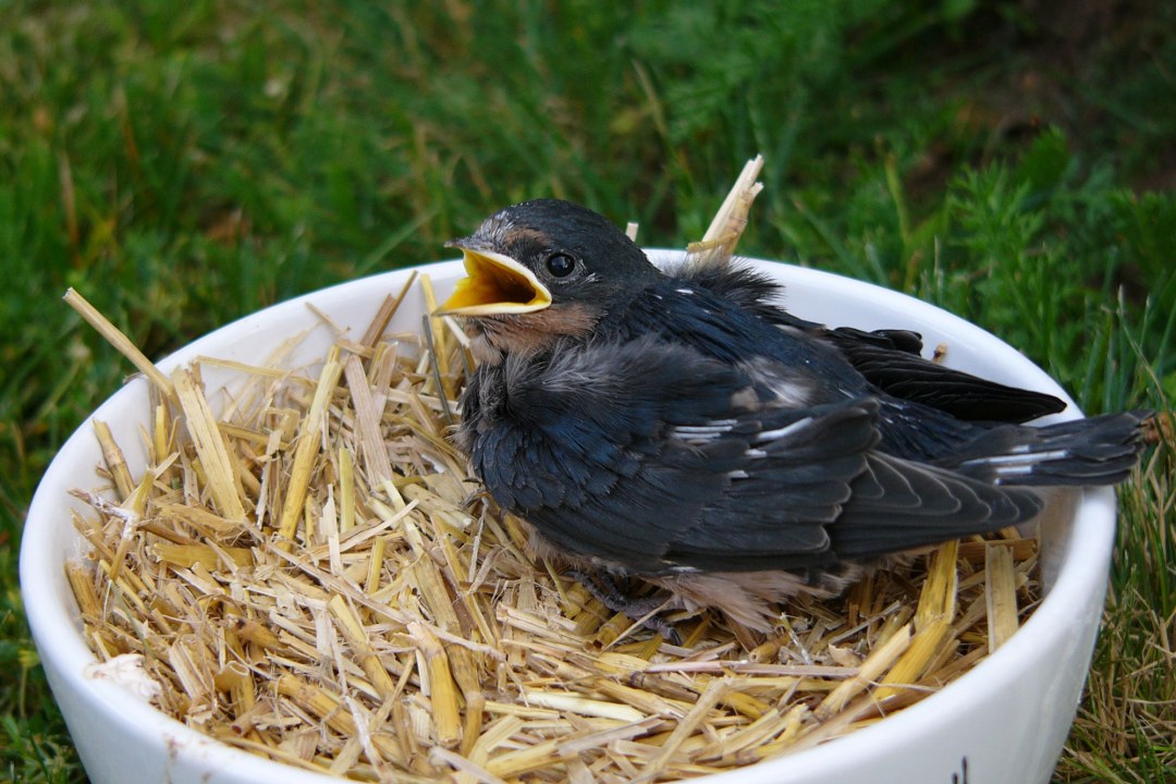 Junge Rauchschwalbe sitzt in einer weißen Schüssel voll Stroh bzw. Heu und hat den Schnabel aufgesperrt | © Peter Bria