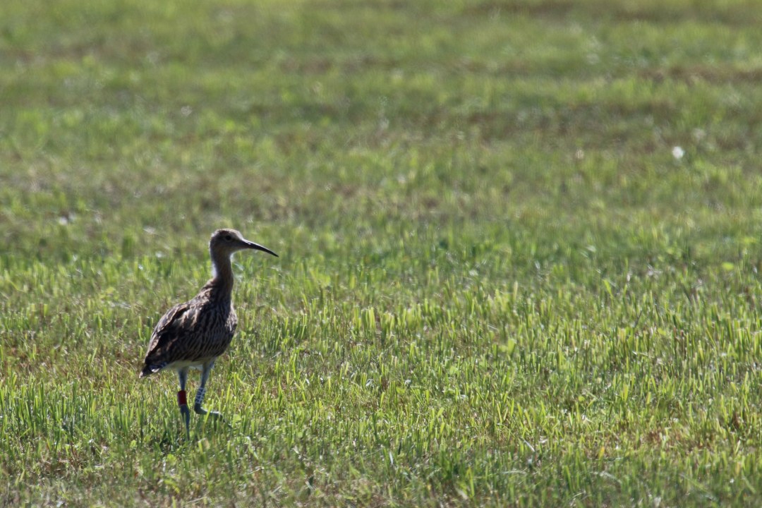 Beringter Brachvogel T075 | © Rebekka Leiss