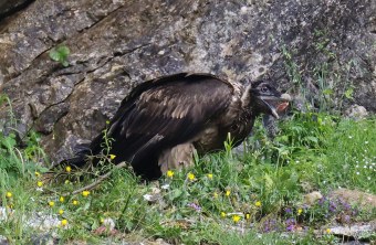 Recka frisst ein kleines Stück Fleisch | © Markus Leitner