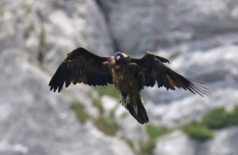 Recka ist mittig auf dem Bild zu sehen, sie im Flug auf, von vorne zu sehen | © Markus Leitner