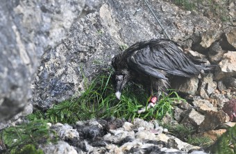 Bartgeier Recka in der Nische | © Hansruedi Weyrich