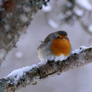 Rotkehlchen auf schneebedecktem Ast | © Gisela Cichy