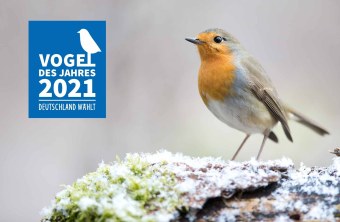 Rotkehlchen | © Peter Auernhammer