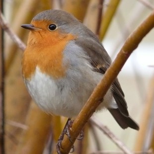 Rotkehlchen auf Ast | © H. Zinnecker