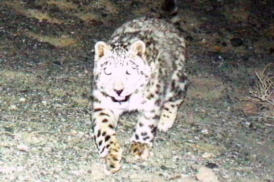 Schneeleopard in der Wüste Gobi | © NUM