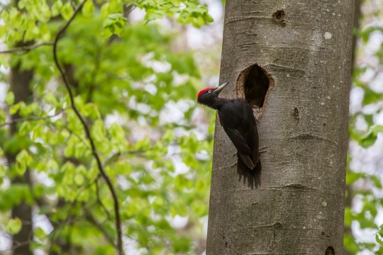 Schwarzspecht | © Ralph Sturm