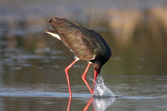 Schwarzstorch steht in niedrigem Wasser und taucht mit dem Schnabel ein | © Zdenek Tunka