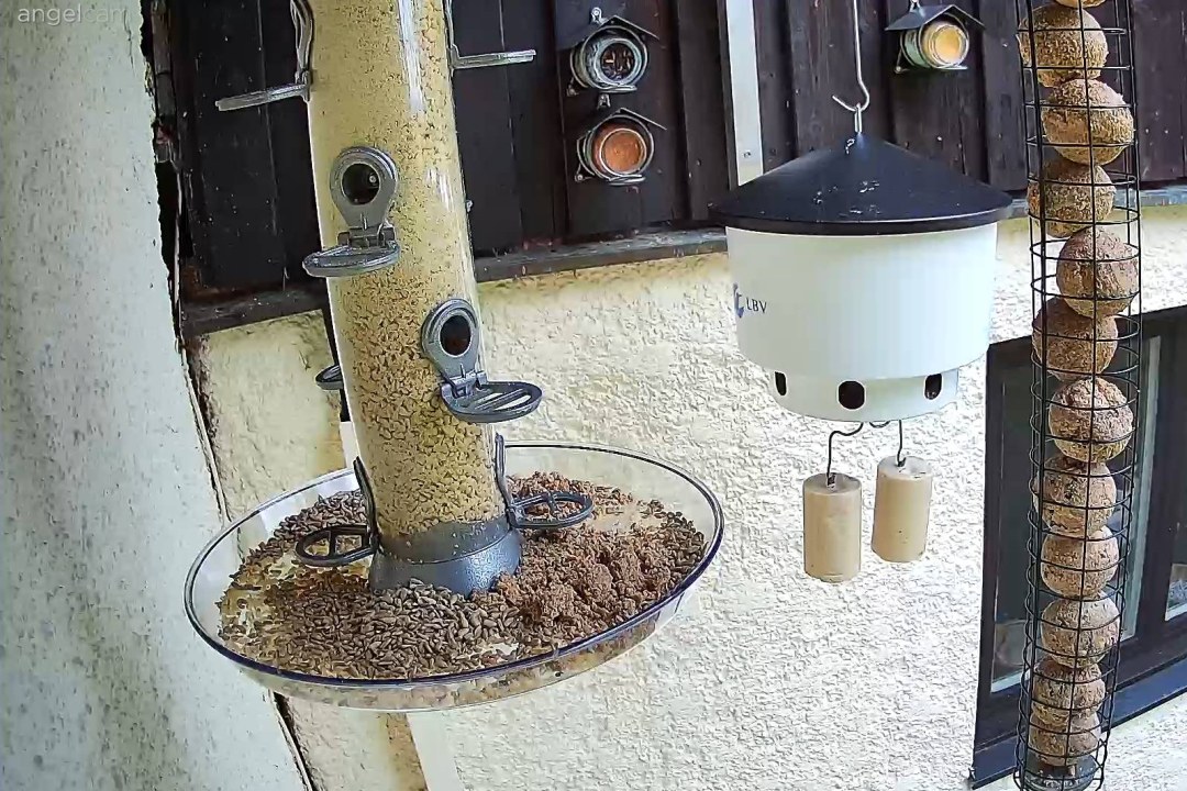 Zwei Stare sitzen sehr eng im Nistkasten zusammen | © LBV