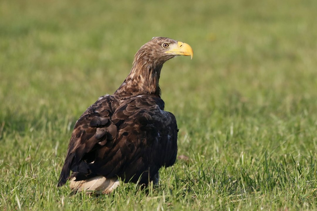Genesener Seeadler | © Wolfgang Nerb