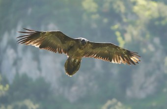 Bartgeier Sisi | © Christian Steiger