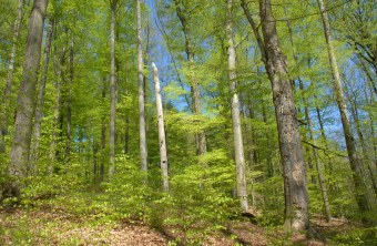 Ausschnitt des Buchenwalds im Steigerwald | © Thomas Stephan