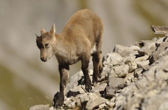 Steinbock Jungtier klettert | © Henning Werth