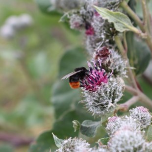 Steinhummel | © Christiane Geidel