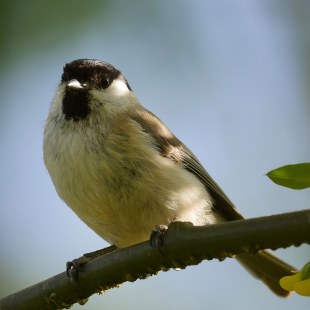 Sumpfmeise | © Michael Schiebelsberger