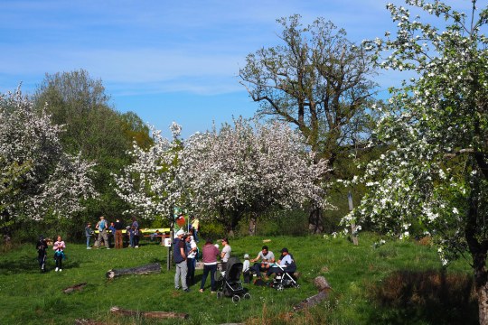 Besucher genießen den Tag der Streuobstwiese beim LBV unter blühenden Obstbäumen am Kappelbuck | © Leonie Gloss