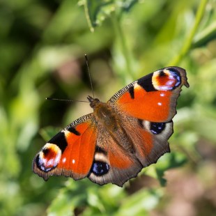 Tagpfauenauge | © Frank Derer