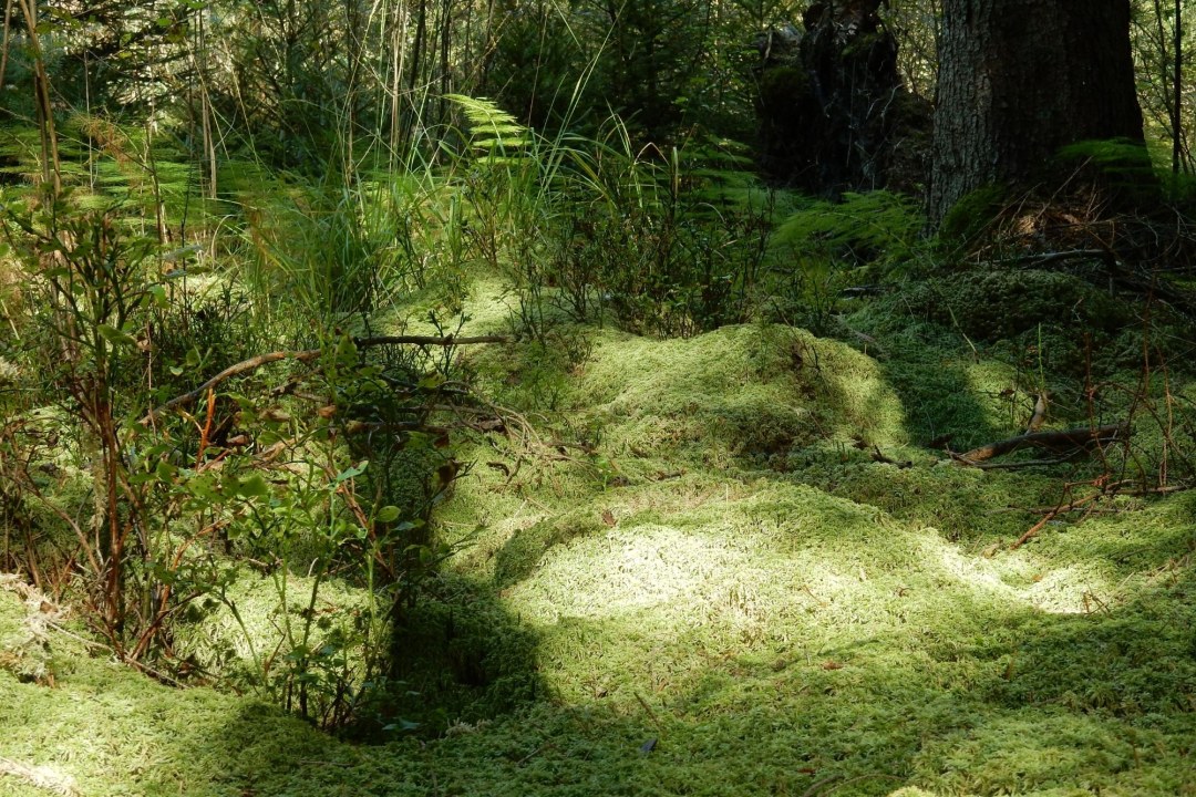 Torfmoosen | © Christian Stierstorfer