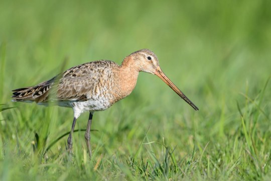 Uferschnepfe | © Bosch Christoph