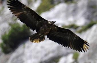 Bartgeier Vinzenz im Flug | © Markus Leitner