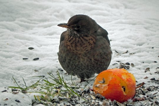 Wacholderdrossel sitzt am Boden mit einem Apfel | © Karin Glosser