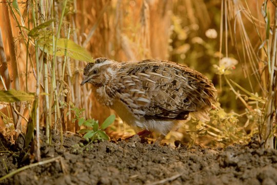 Wachtel steht auf Erde | © Andreas Hartl