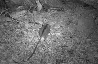 Eine Nachtaufnahme einer Waldbirkenmaus nahe dem Riedberger Horn | © Jonas Gillich