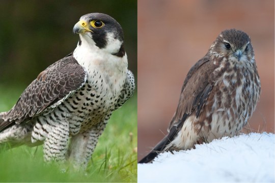 Wanderfalke links Merlin rechts | © Rosl Roessner