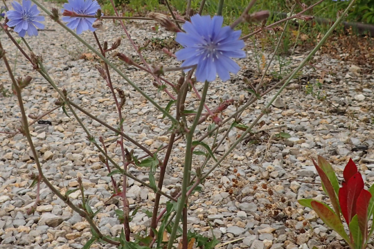 Wegwarte besiedelt neue Standorte schnell | © Patricia Danel