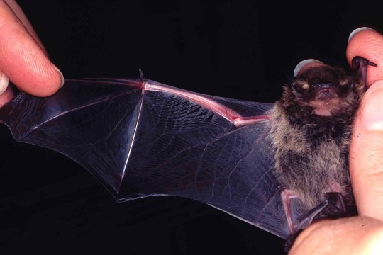 Der Flügel einer Weißrandfledermaus | © Dr. Andreas Zahn