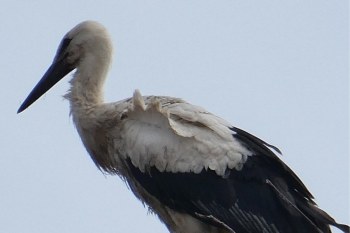 Weißstorch Fridolin