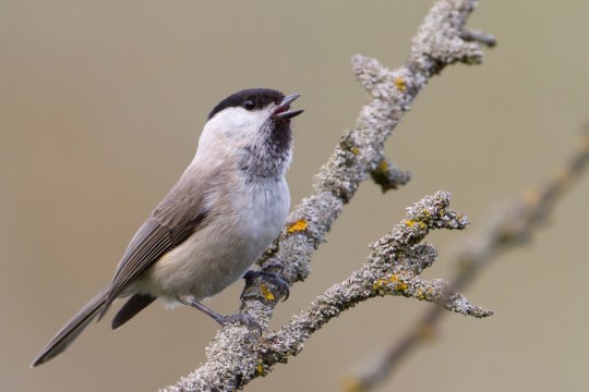 Weidenmeise auf Ast | © Markus Glaessel