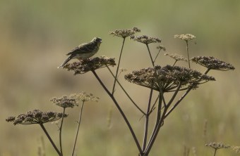 Wiesenpiper | © Jürgen Bartels