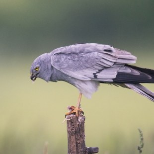 Wiesenweihe auf einem Pfahl | © H. Brehm
