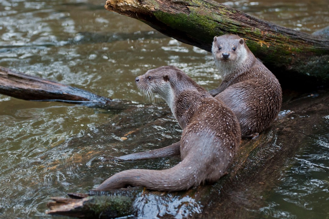 Zwei Fischotter sitzen im seichten Wasser auf einem Stamm, einer schaut in die Kamera | © Wolfgang Lorenz