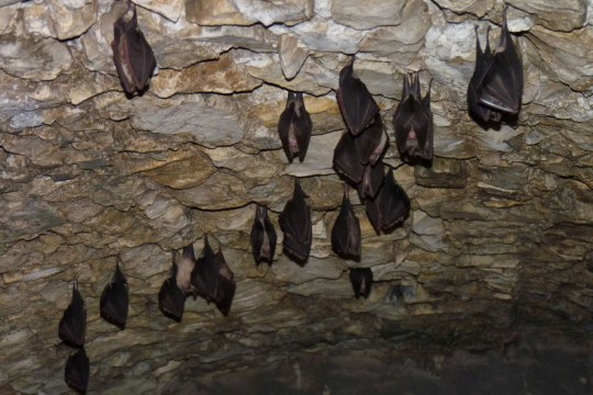 Fledermäuse im Winterschlaf |©Rudolf Leitl