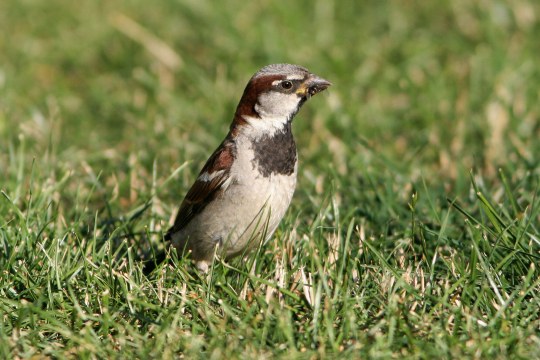 Haussperling sitzt im Gras | @ Zdenek Tunka