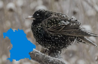 Star im Schnee mit einer kleinen blauen Bayernkarte auf der linken Seite | © Ludwig Timm