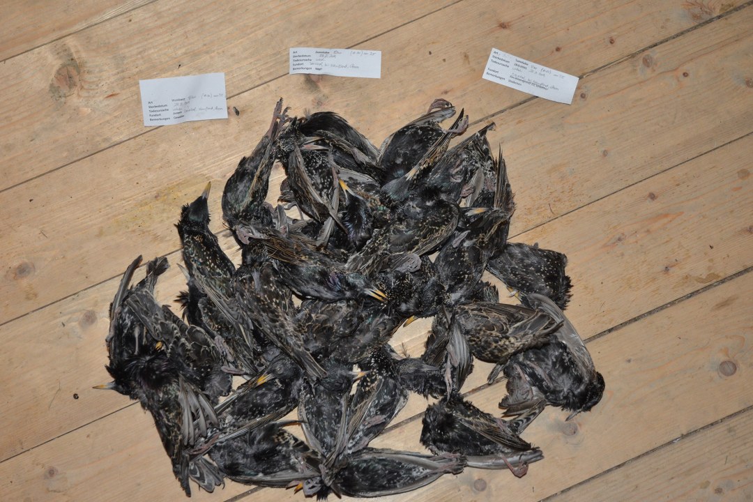 35 tote Stare liegen auf einem Holzboden | © Dr. Andreas von Lindeiner