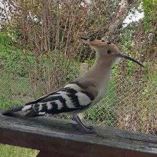 Wiedehopf auf dem Balkon | © Sarah Dach