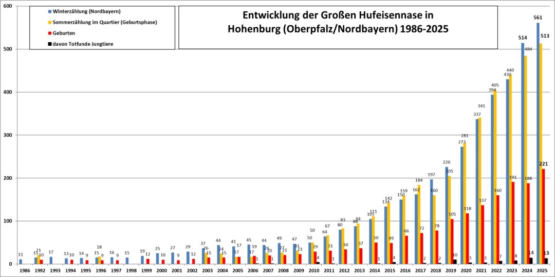 Grafik zeigt das Wachstum der Großen Hufeisennase in Hohenburg, Nordbayern von 1986 bis 2025, gefördert durch den LBV.