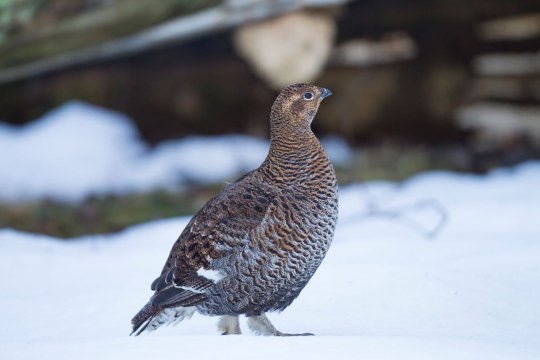 Birkhenne | © Marcus Bosch