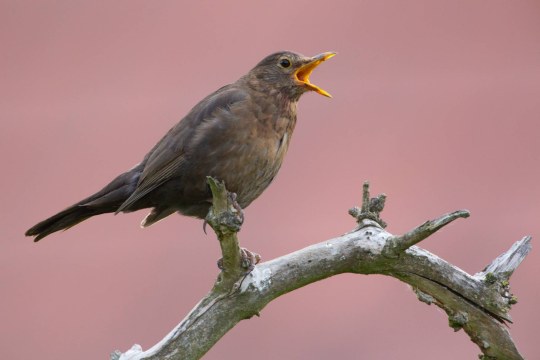 Singende Amsel sitzt auf einem toten Ast | © Rosl Roessner
