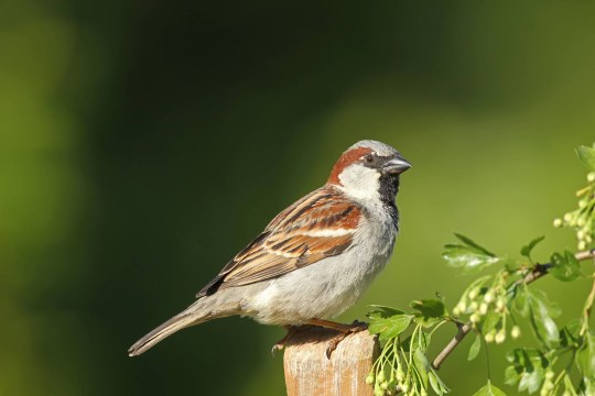 Haussperling sitzt auf einem Pfosten | © Dieter Hopf