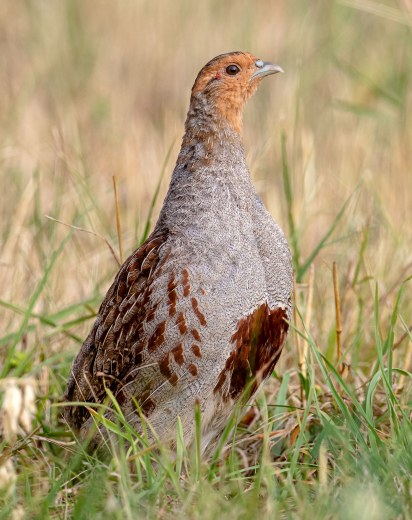 Rebhuhn | © Gunther Zieger, LBV-Bildarchiv