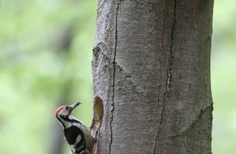 Ein Weissrückenspecht untersucht ein Nestloch an einem Baum | © Hans-Joachim Fünfstück