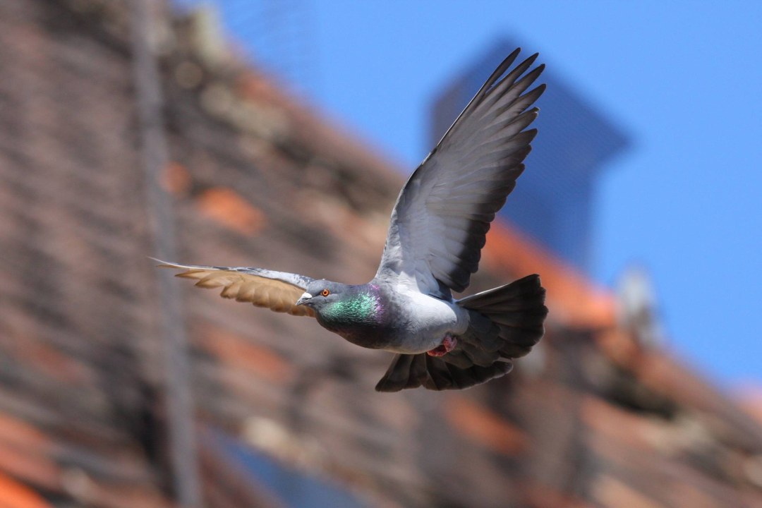 Stadttaube im Flug | © Zdenek Tunka