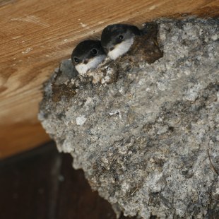 Mehlschwalbennest | © Hans-Joachim Fünfstück