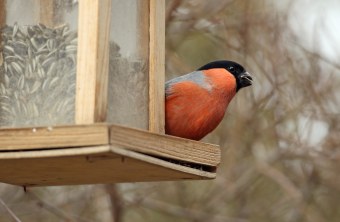 Gimpel an der Futterstelle | © Claudia Becher