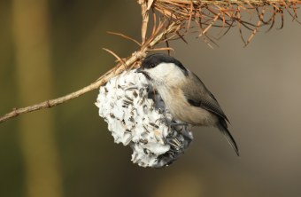 Sumpfmeise | © Dieter Hopf